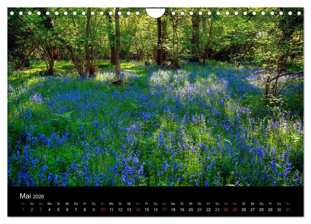 Bild: 9783457953945 | New Forest - England (Wandkalender 2026 DIN A4 quer), CALVENDO...