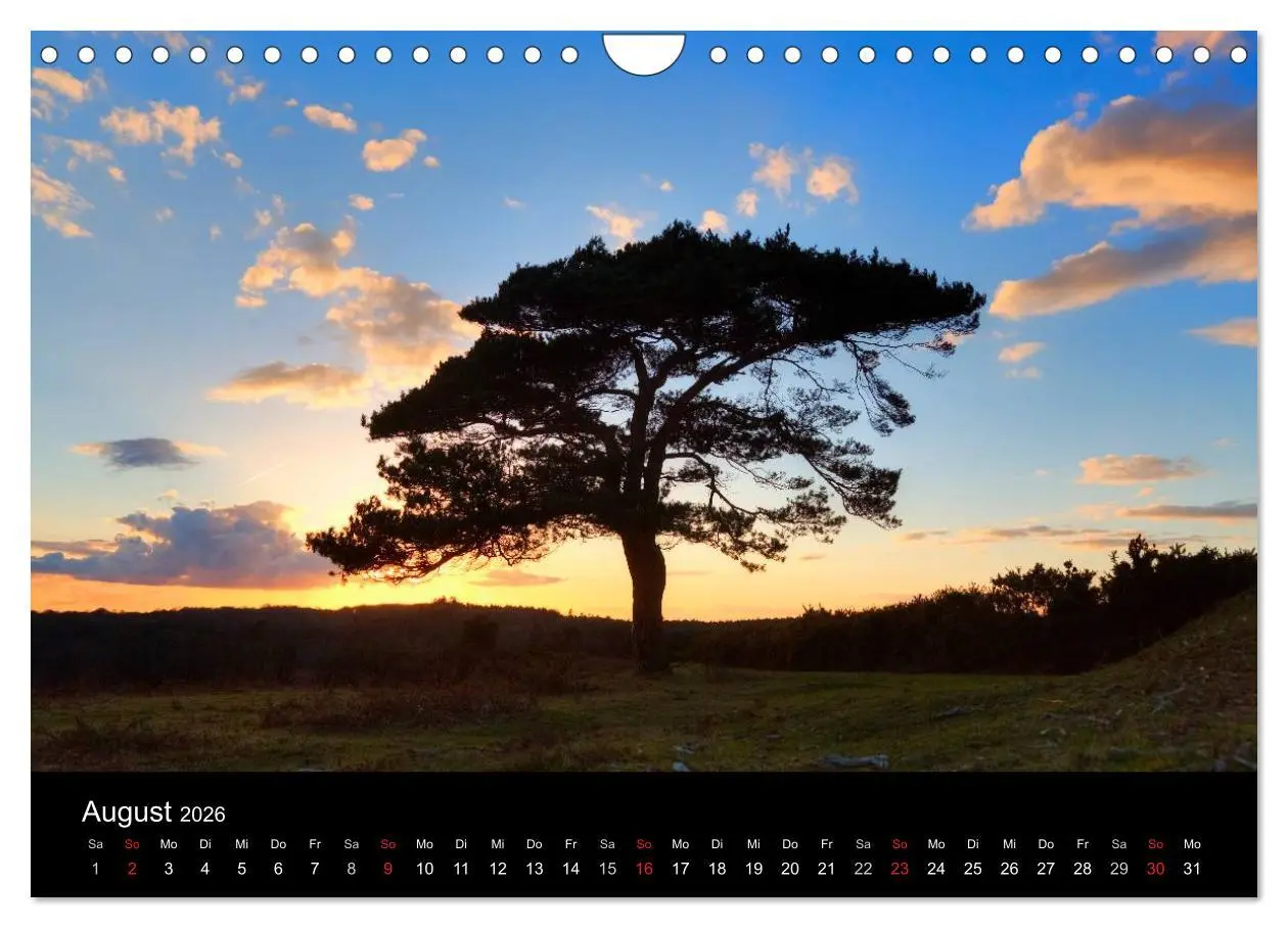Bild: 9783457953945 | New Forest - England (Wandkalender 2026 DIN A4 quer), CALVENDO...