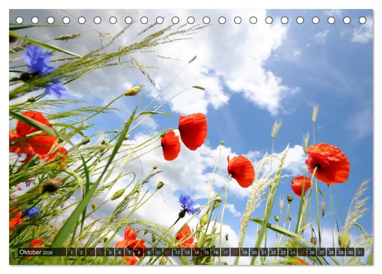 Bild: 9783516084245 | Farbtupfer auf sommerlichen Feldern - Mohn und Kornblumen...