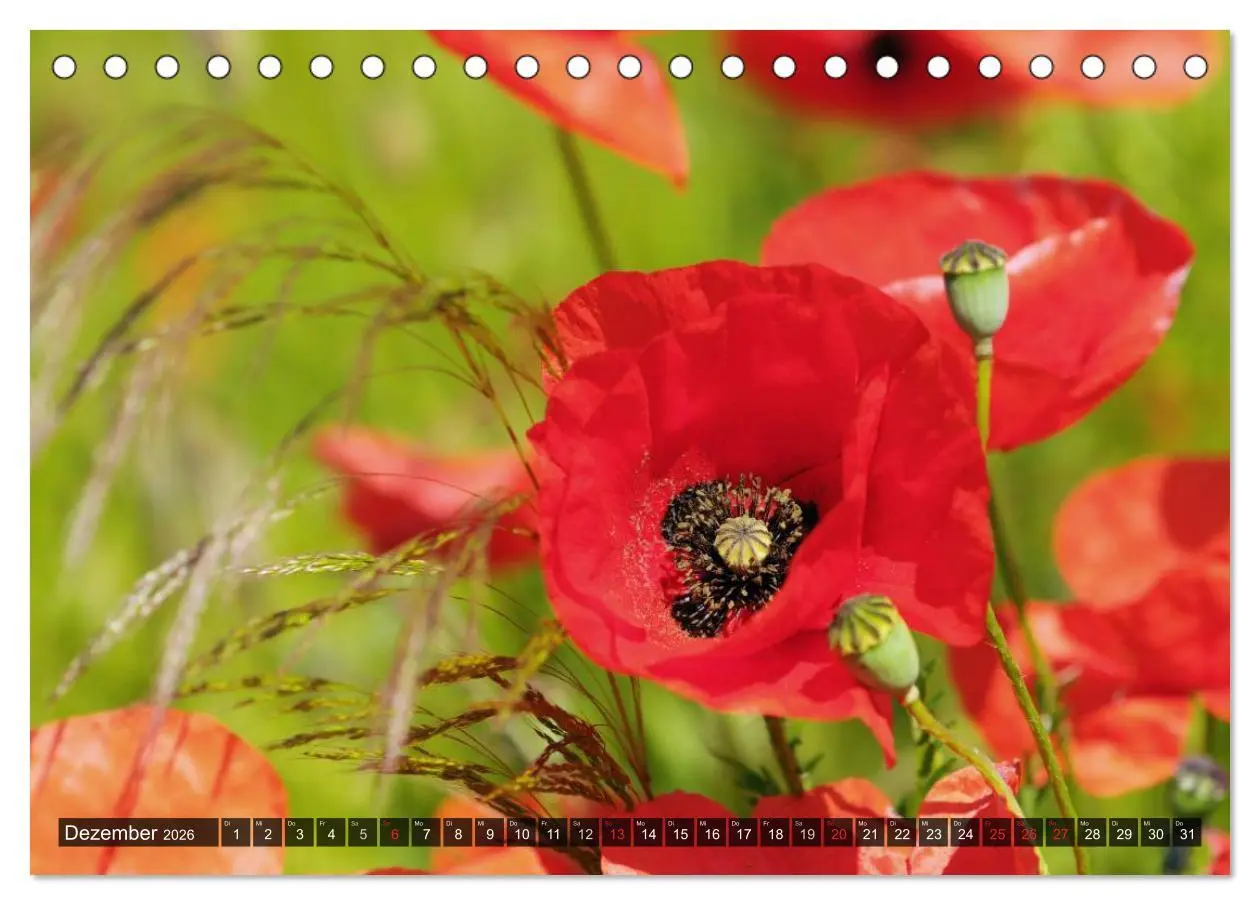 Bild: 9783516084245 | Farbtupfer auf sommerlichen Feldern - Mohn und Kornblumen...