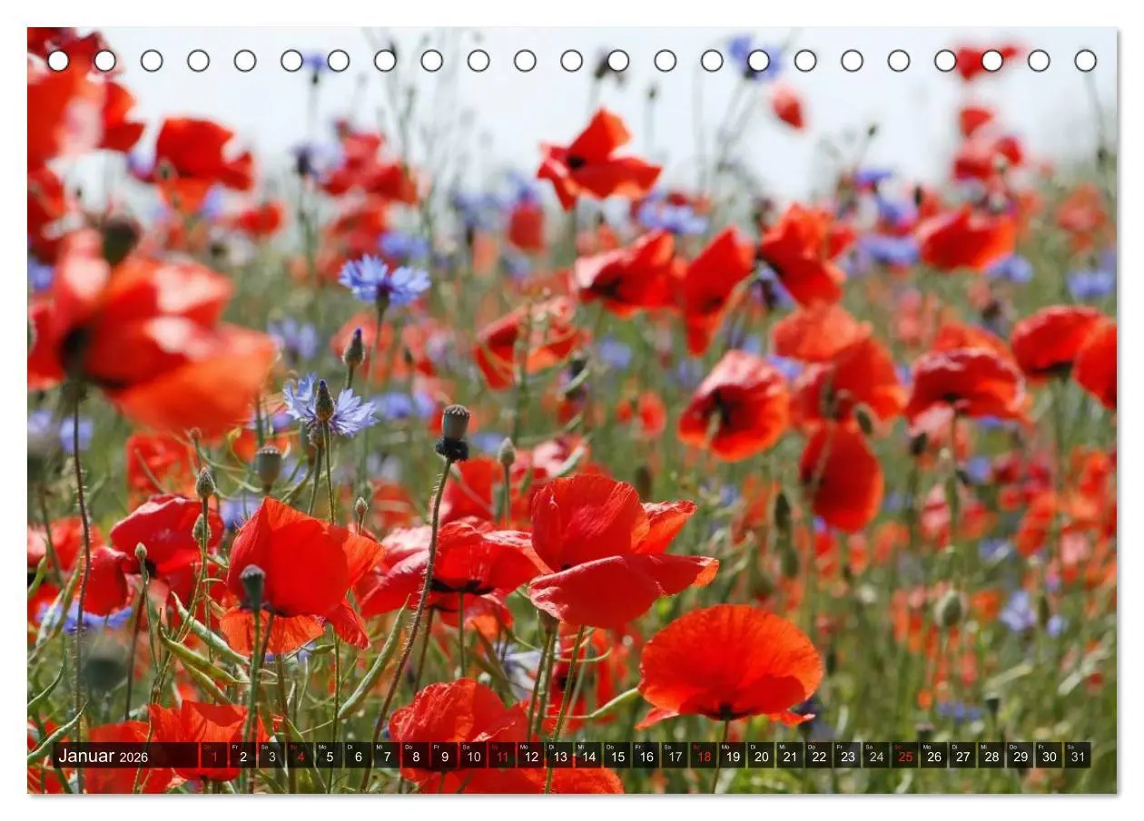 Bild: 9783516084245 | Farbtupfer auf sommerlichen Feldern - Mohn und Kornblumen...