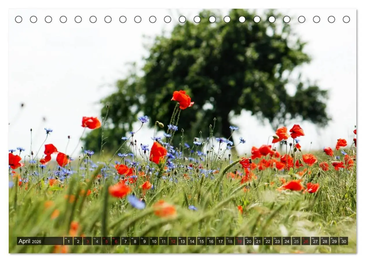 Bild: 9783516084245 | Farbtupfer auf sommerlichen Feldern - Mohn und Kornblumen...