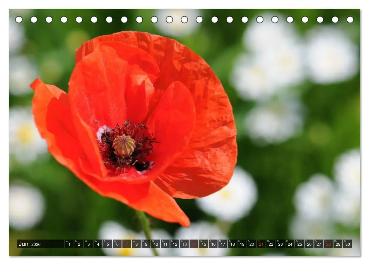 Bild: 9783516084245 | Farbtupfer auf sommerlichen Feldern - Mohn und Kornblumen...