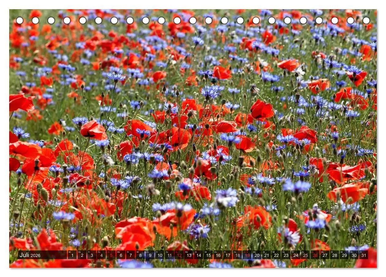 Bild: 9783516084245 | Farbtupfer auf sommerlichen Feldern - Mohn und Kornblumen...