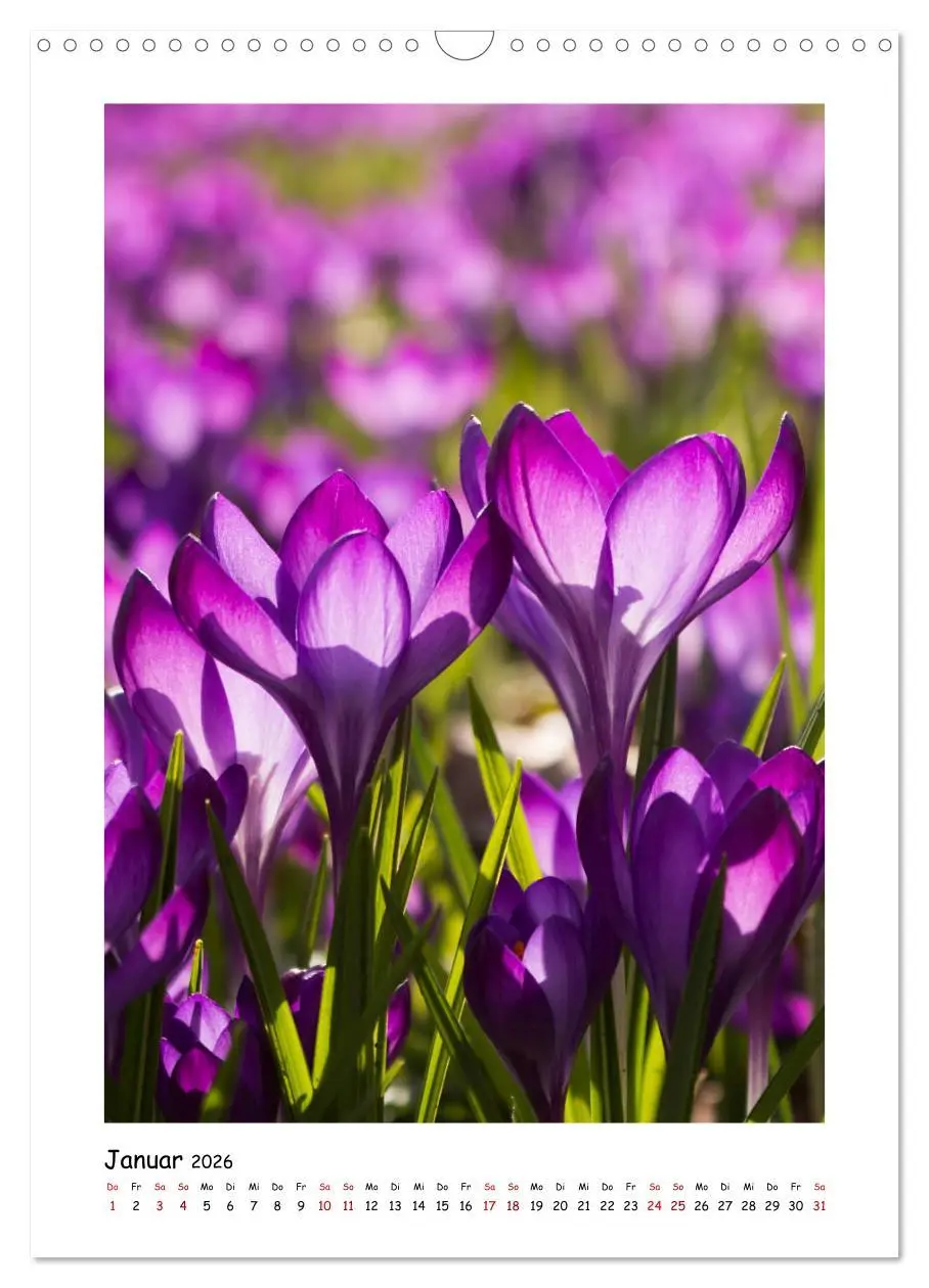 Bild: 9783516394245 | Lila Blütenzauber (Wandkalender 2026 DIN A3 hoch), CALVENDO...