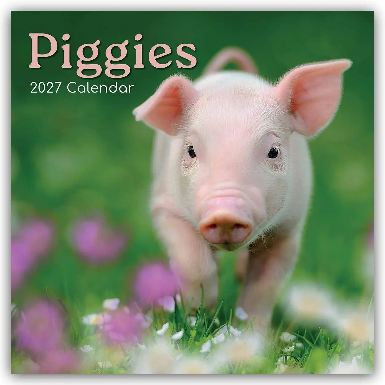 Cover: 9781805974345 | Piggies - Ferkel Schweine 2027 - 16-Monatskalender | Ltd | Kalender