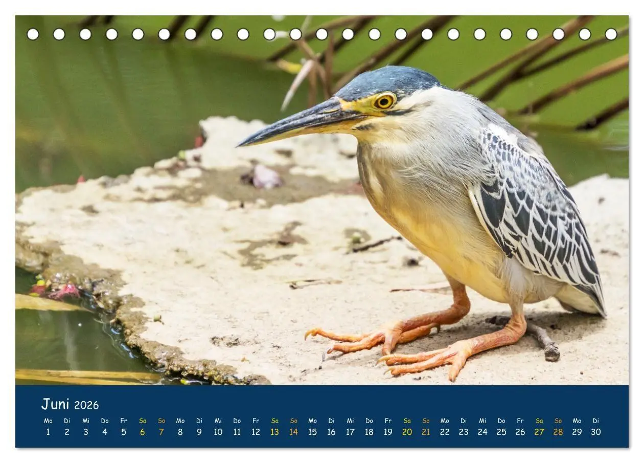 Bild: 9783516694345 | Faszinierende Tierwelt von Mauritius - Magische Momente der Natur...
