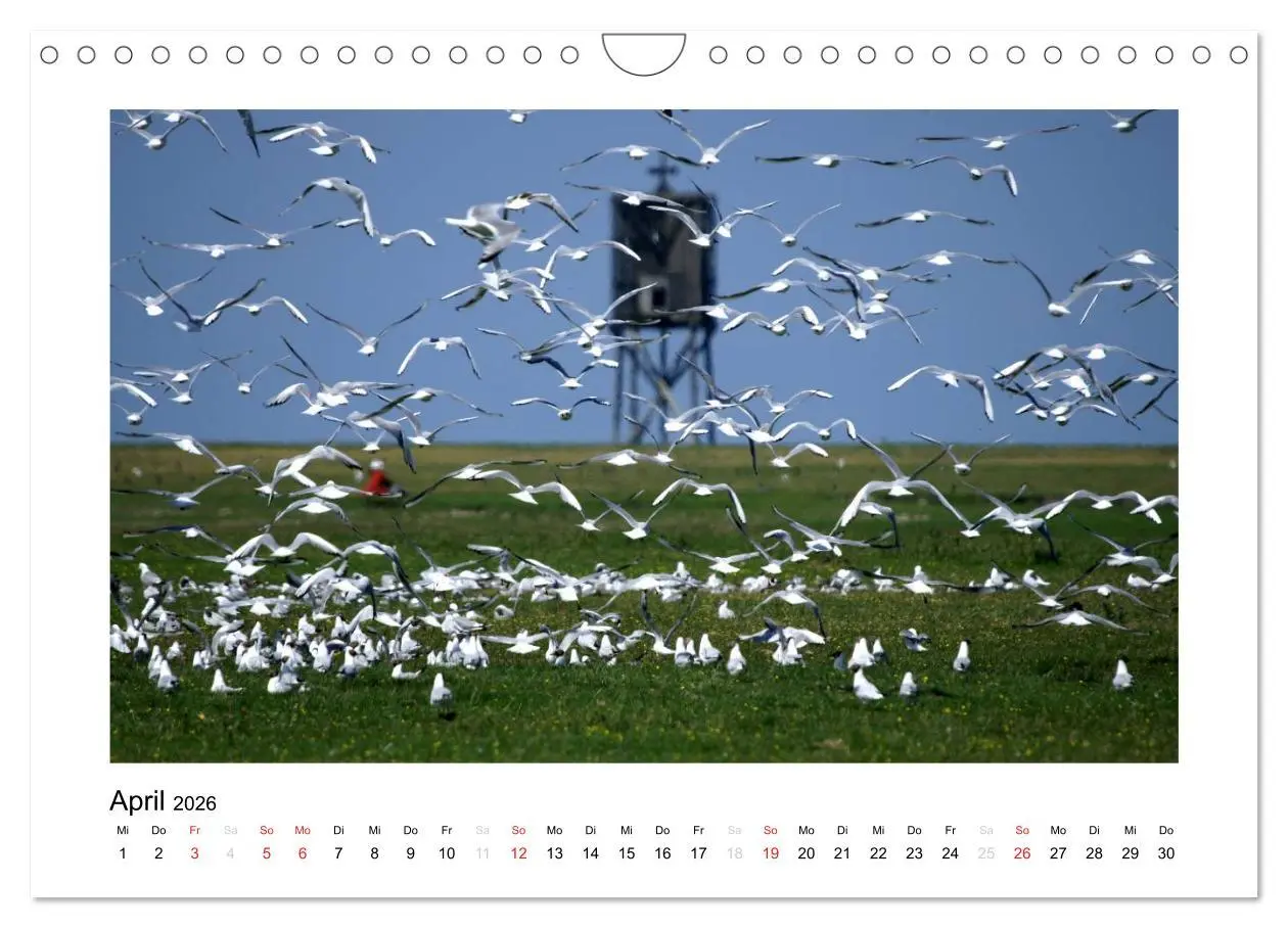Bild: 9783516134445 | Die schöne Insel Neuwerk (Wandkalender 2026 DIN A4 quer), CALVENDO...