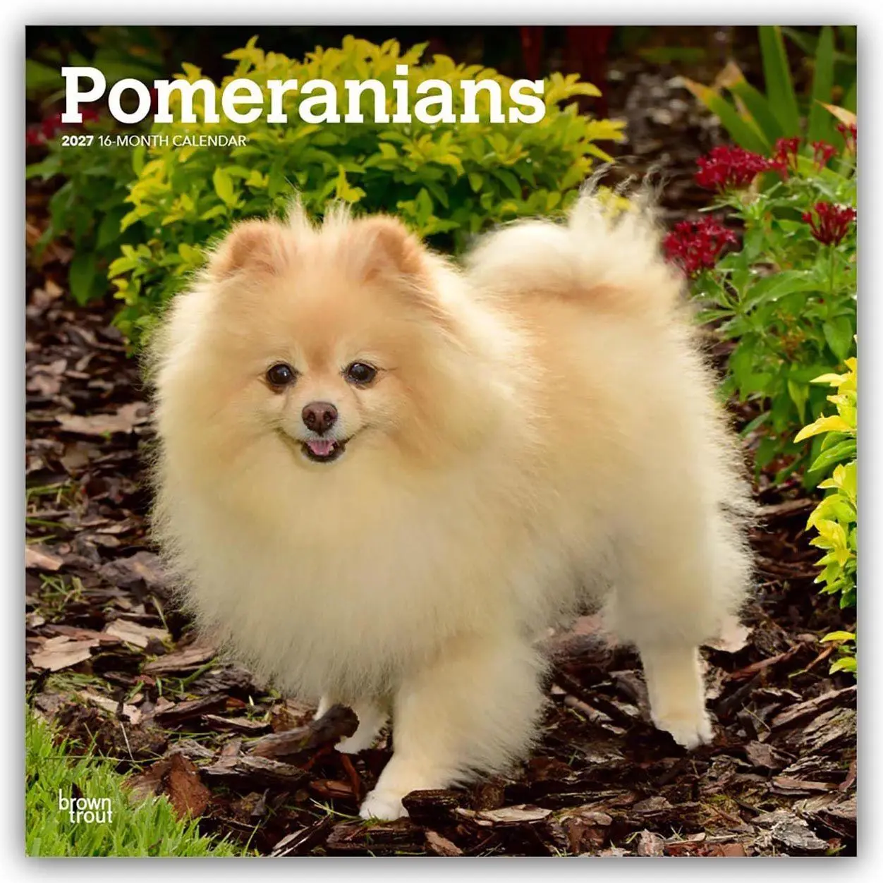 Cover: 9798330714445 | Pomeranians - Spitz 2027 - 16-Monatskalender | Browntrout Publishers