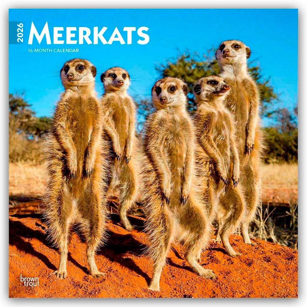 Cover: 9798330704545 | Meerkats - Erdmännchen 2026 - 16-Monatskalender | Publishers | Deutsch