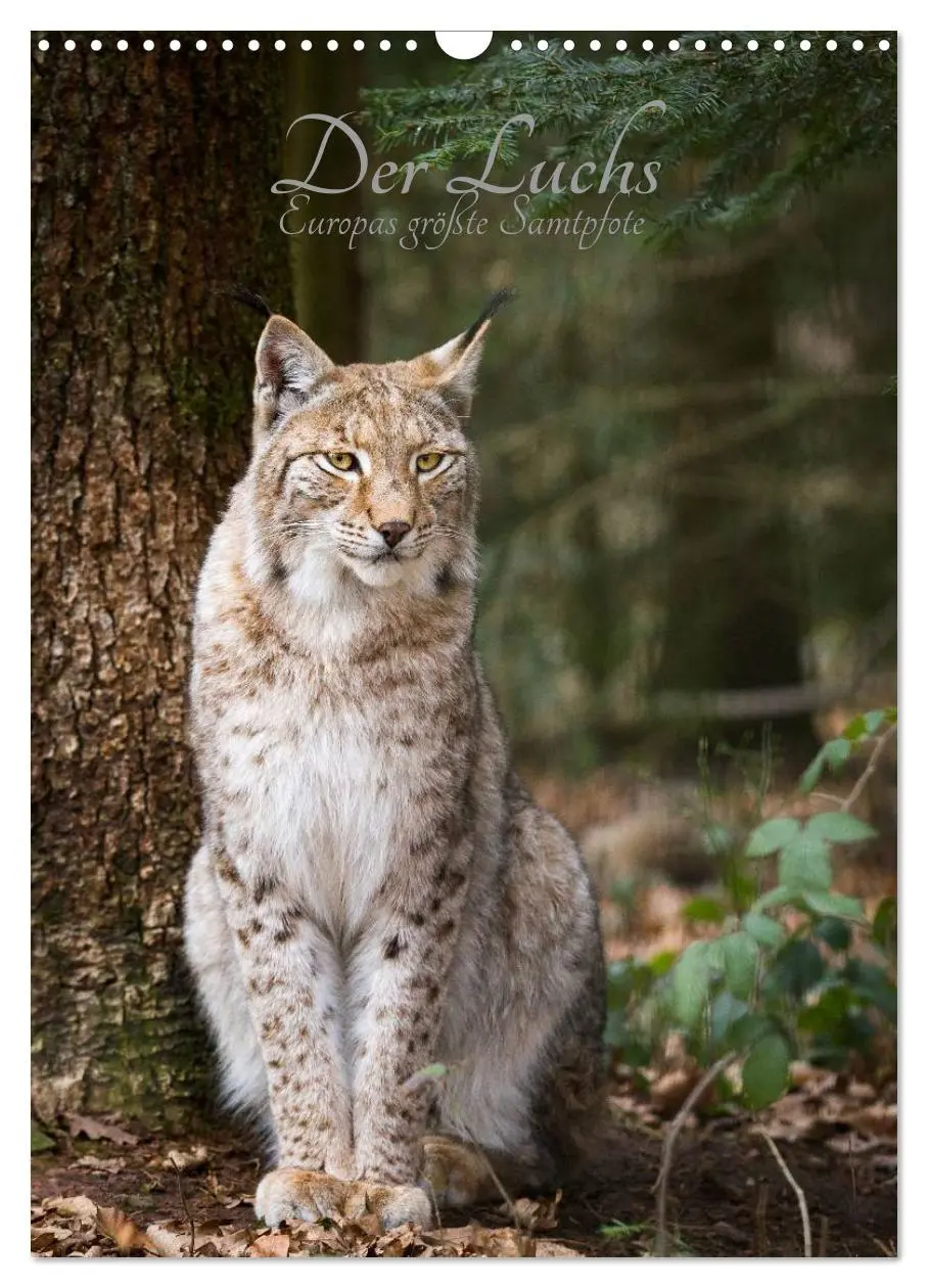 Cover: 9783516424645 | Der Luchs - Europas größte Samtpfote (Wandkalender 2026 DIN A3...
