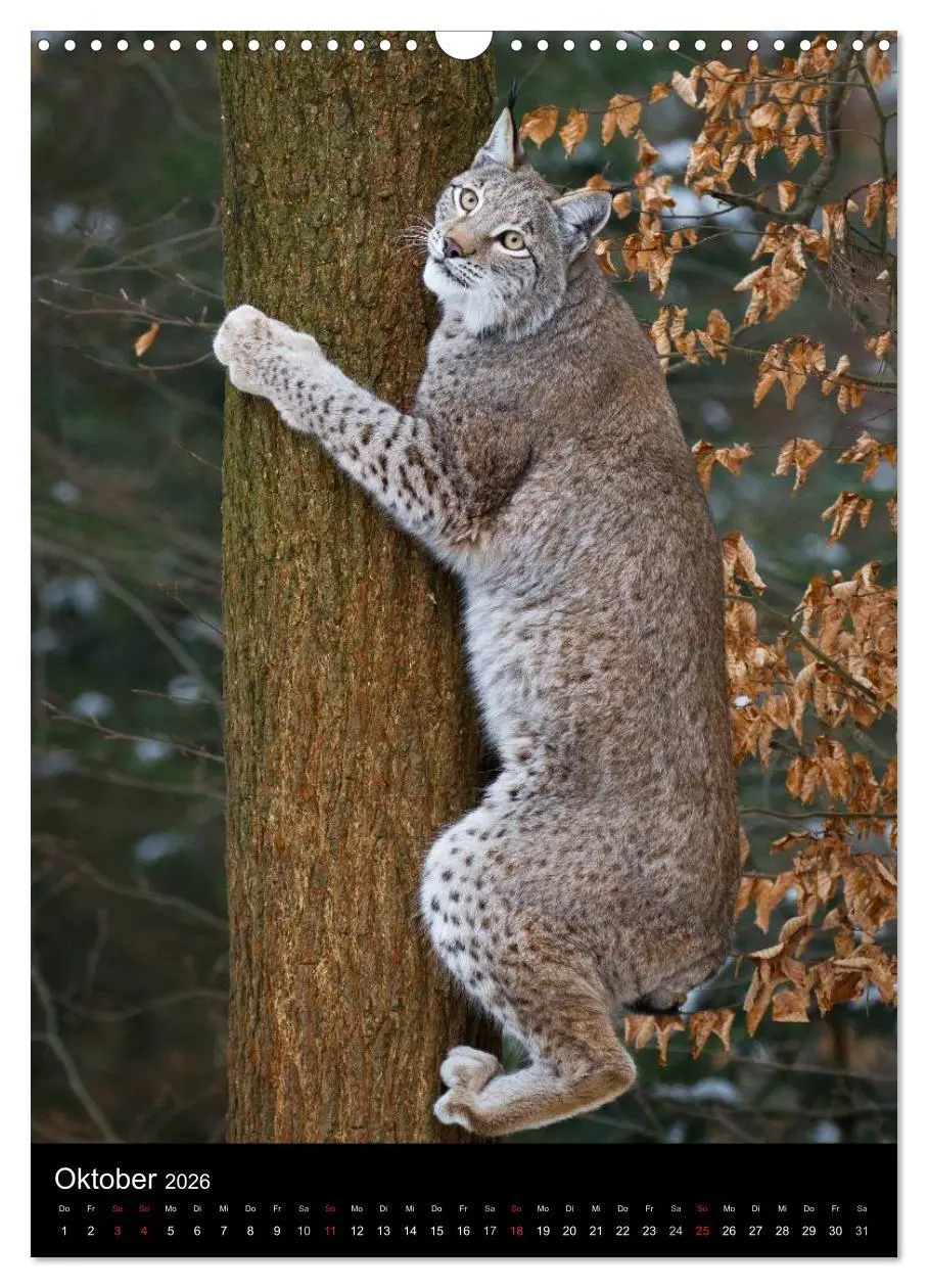 Bild: 9783516424645 | Der Luchs - Europas größte Samtpfote (Wandkalender 2026 DIN A3...