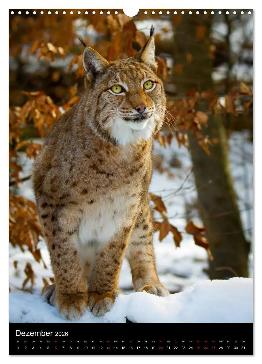 Bild: 9783516424645 | Der Luchs - Europas größte Samtpfote (Wandkalender 2026 DIN A3...