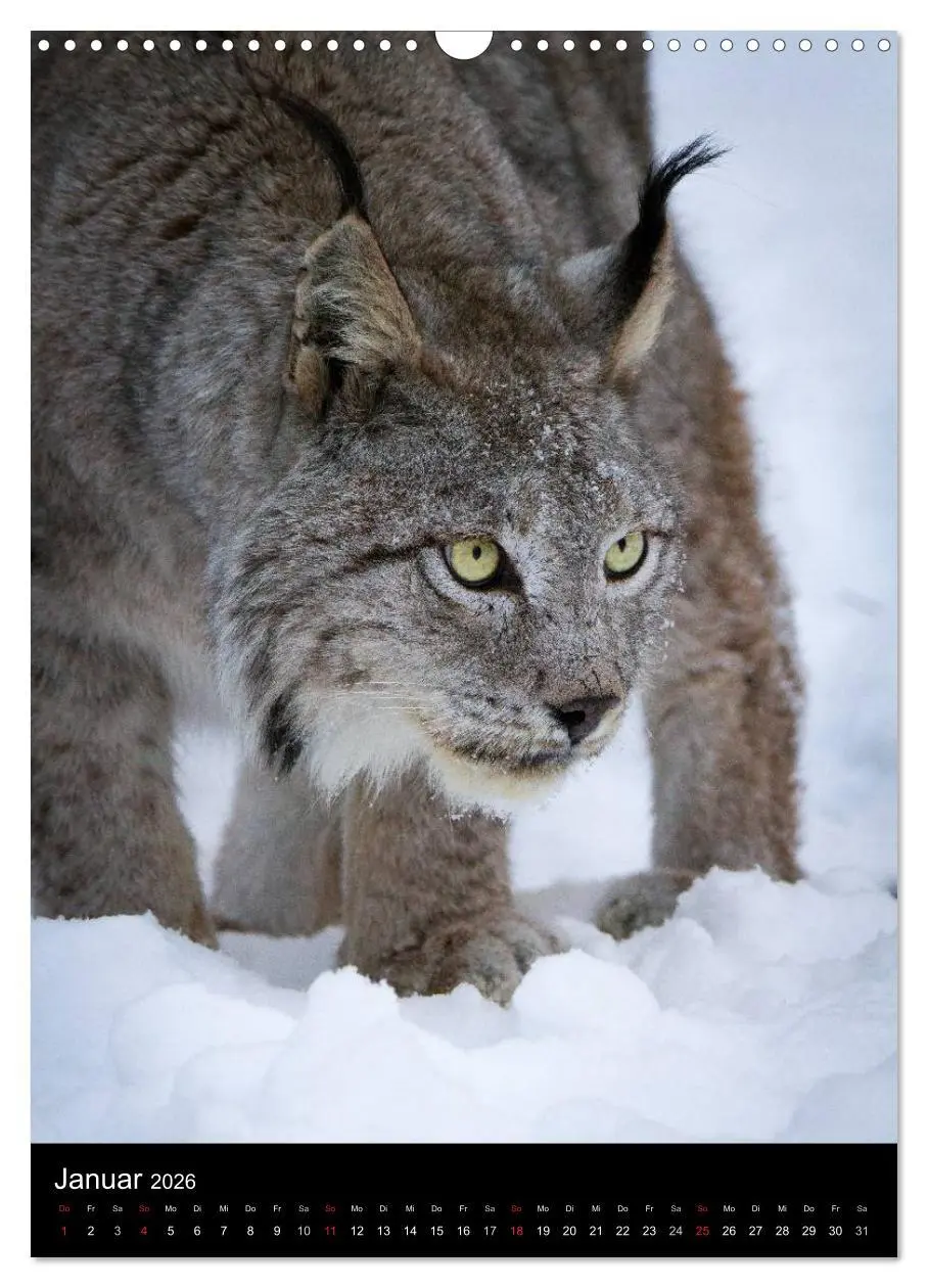 Bild: 9783516424645 | Der Luchs - Europas größte Samtpfote (Wandkalender 2026 DIN A3...