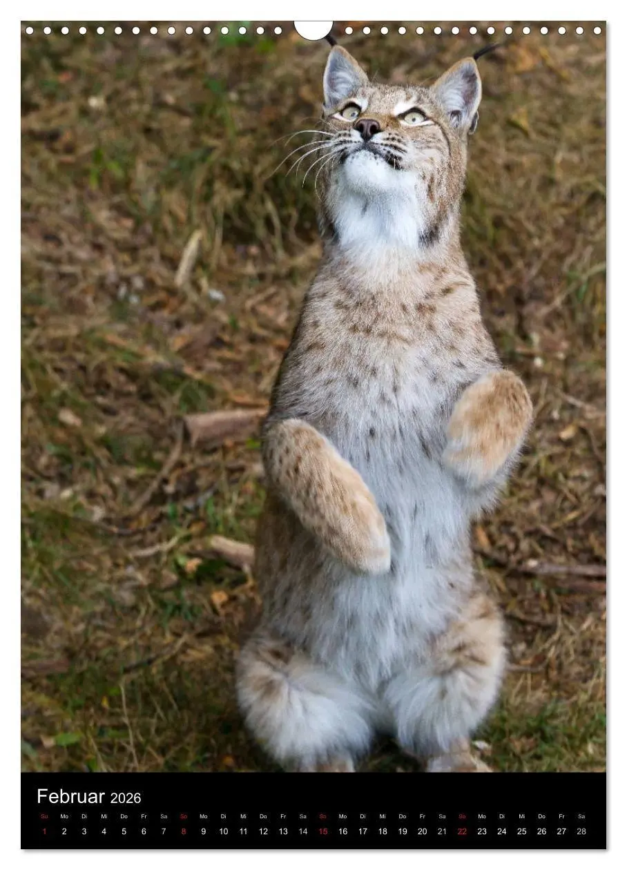 Bild: 9783516424645 | Der Luchs - Europas größte Samtpfote (Wandkalender 2026 DIN A3...