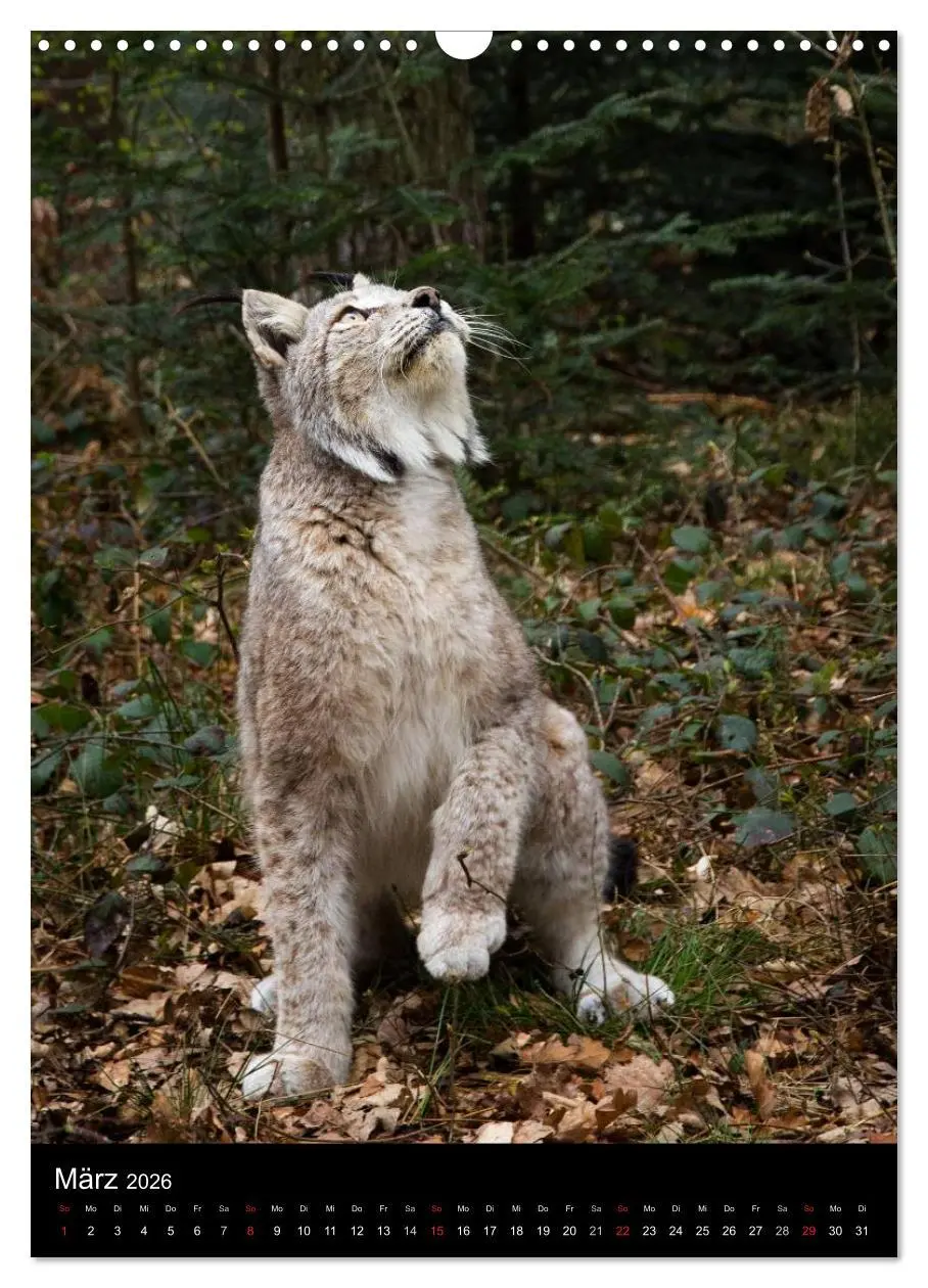 Bild: 9783516424645 | Der Luchs - Europas größte Samtpfote (Wandkalender 2026 DIN A3...
