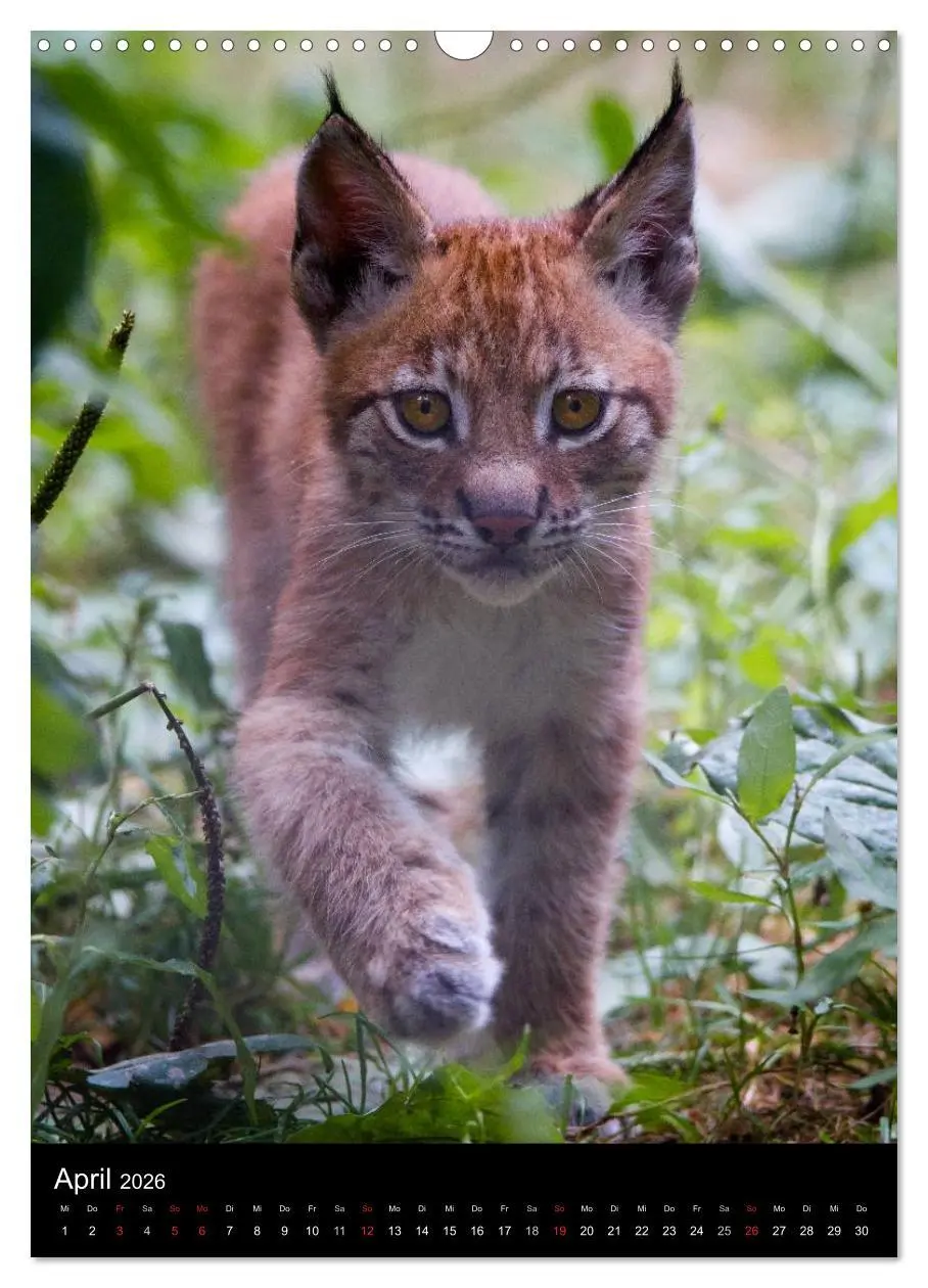 Bild: 9783516424645 | Der Luchs - Europas größte Samtpfote (Wandkalender 2026 DIN A3...