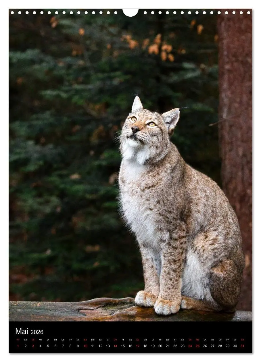 Bild: 9783516424645 | Der Luchs - Europas größte Samtpfote (Wandkalender 2026 DIN A3...