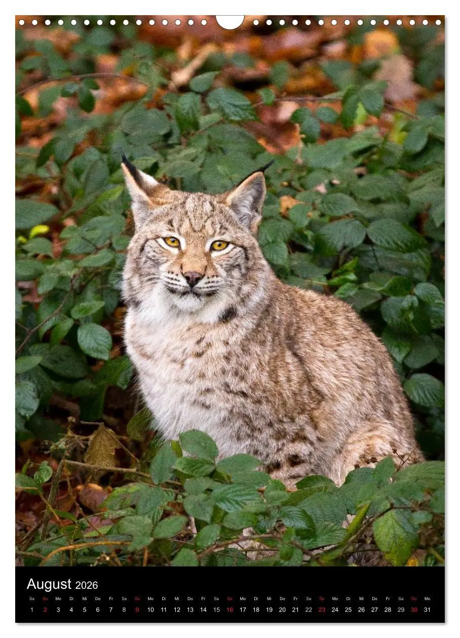 Bild: 9783516424645 | Der Luchs - Europas größte Samtpfote (Wandkalender 2026 DIN A3...