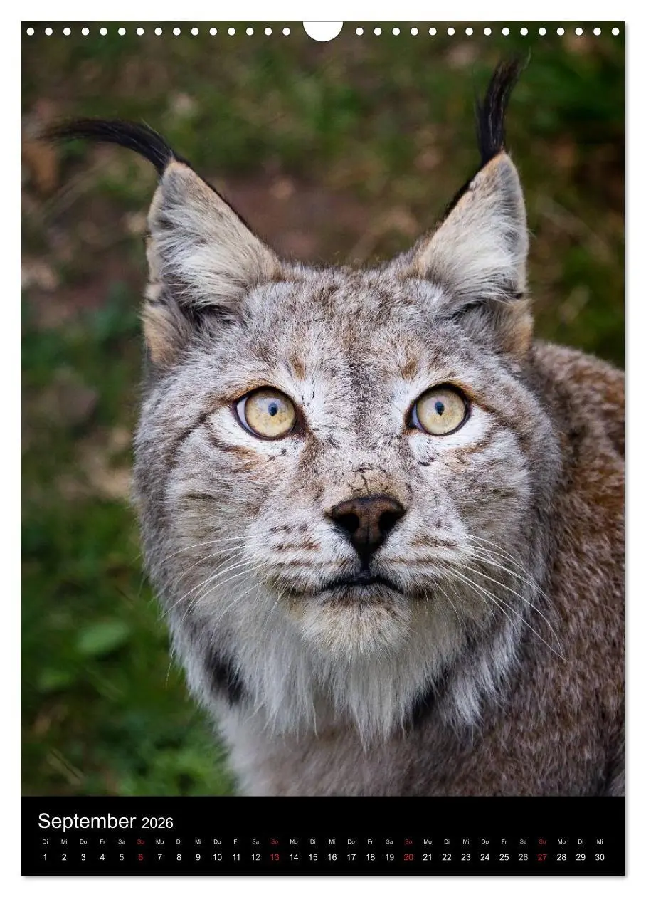 Bild: 9783516424645 | Der Luchs - Europas größte Samtpfote (Wandkalender 2026 DIN A3...