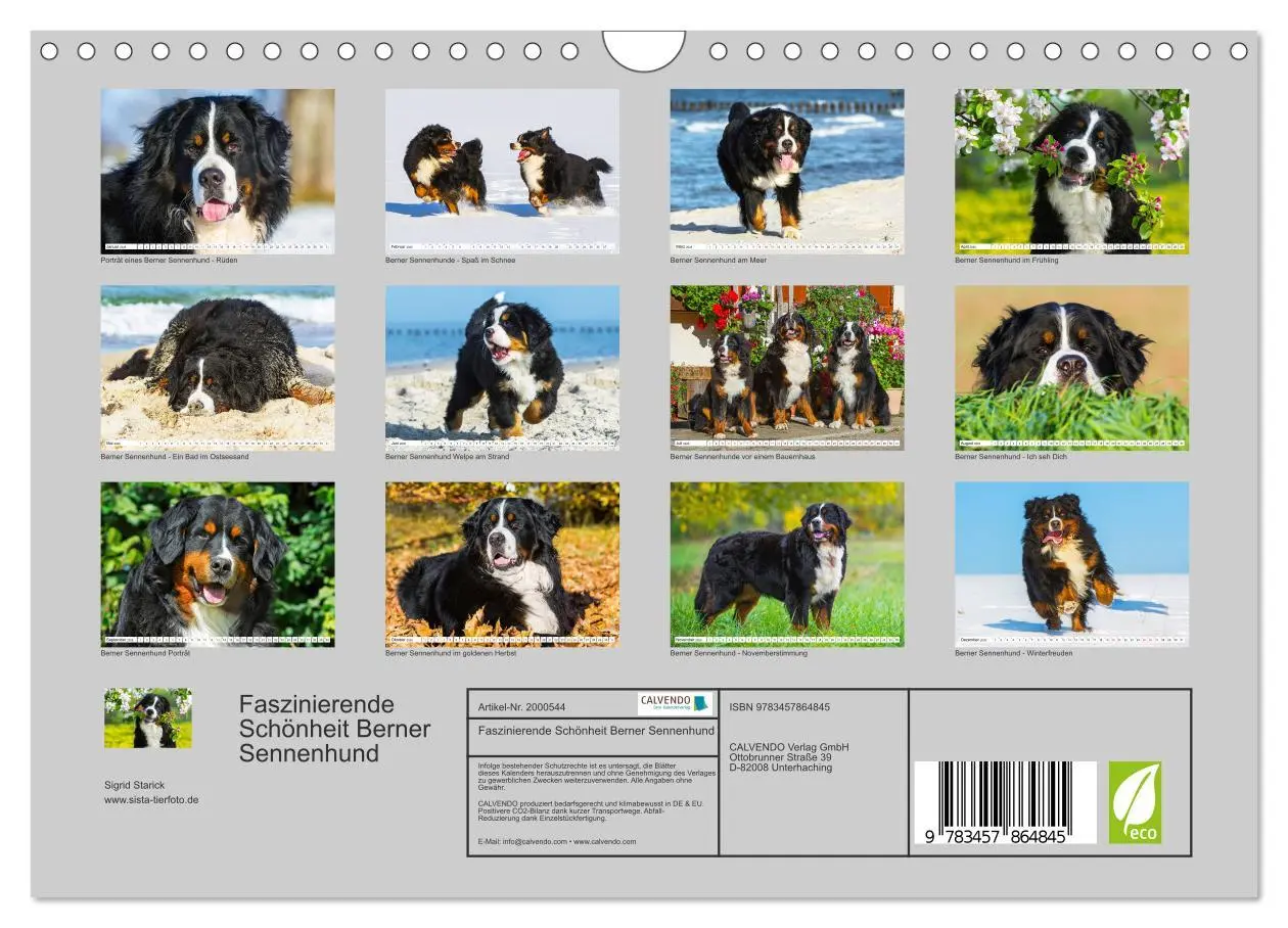 Bild: 9783457864845 | Faszinierende Schönheit Berner Sennenhund (Wandkalender 2026 DIN A4...