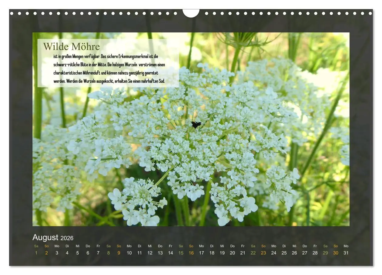 Bild: 9783457934845 | Outdoor-Survival-Kalender (Wandkalender 2026 DIN A3 quer), CALVENDO...