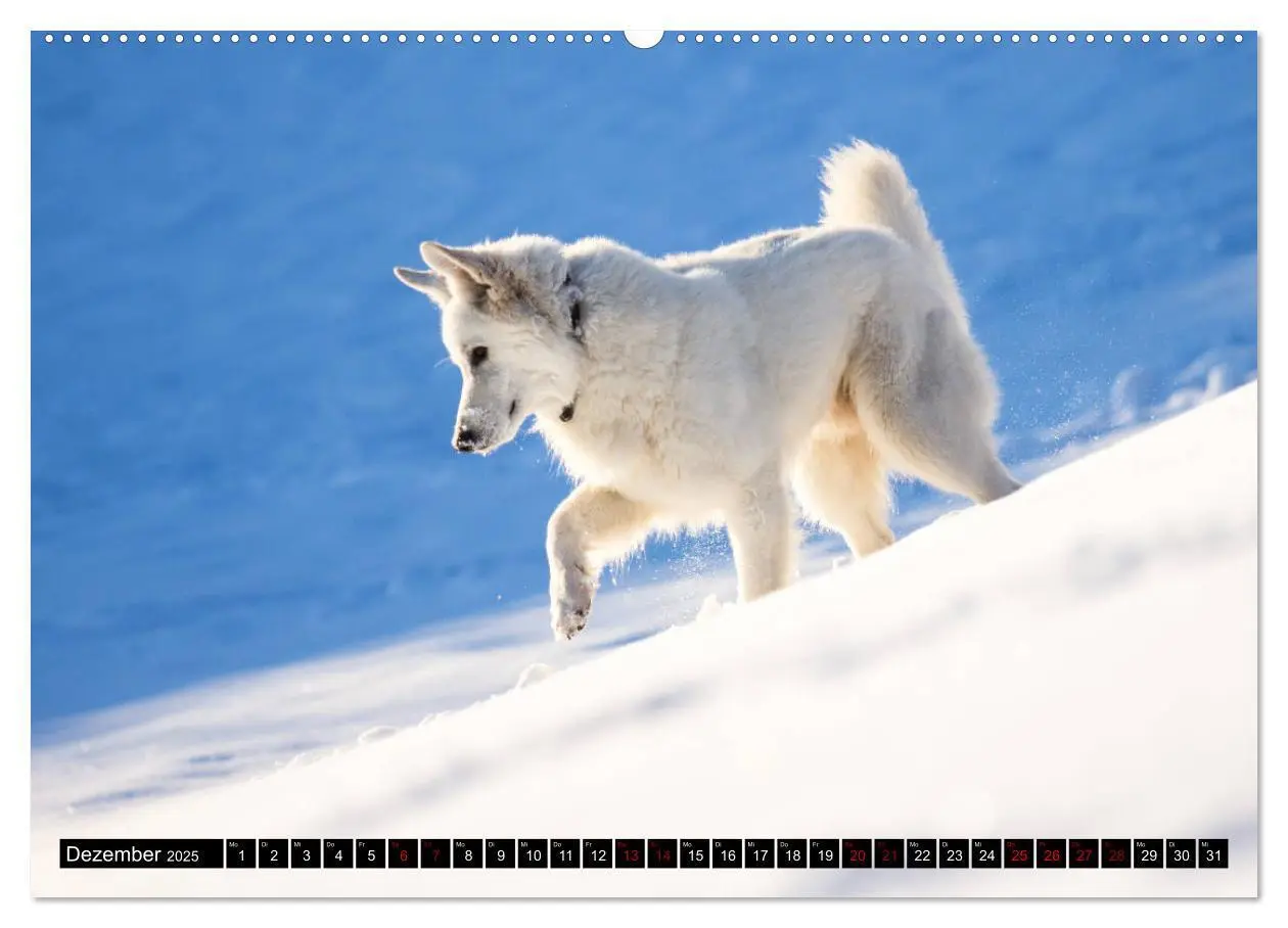 Bild: 9783435415045 | Weiße Schäferhunde in schönen Landschaften (Wandkalender 2025 DIN...