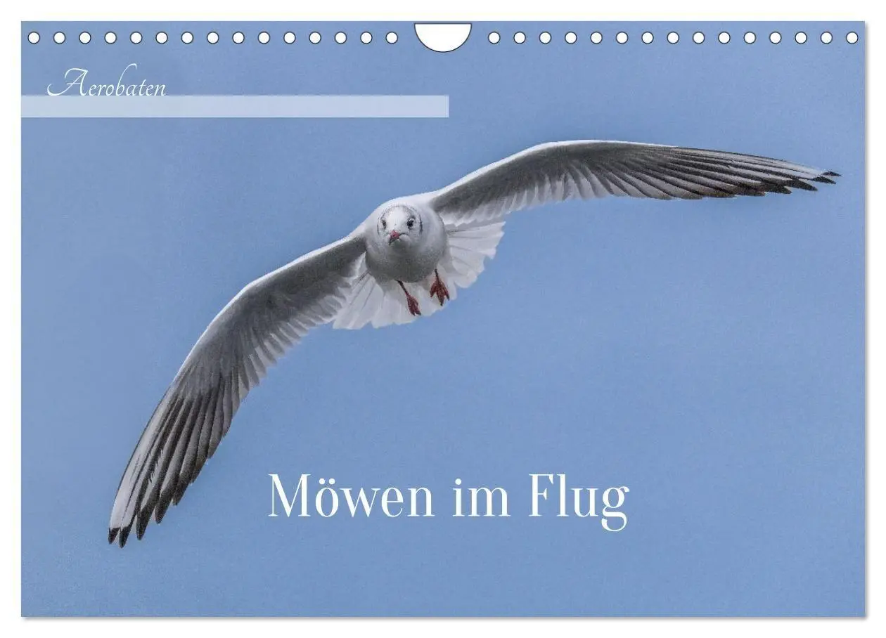 Cover: 9783516985245 | Aerorobaten - Möwen im Flug (Wandkalender 2027 DIN A4 quer),...