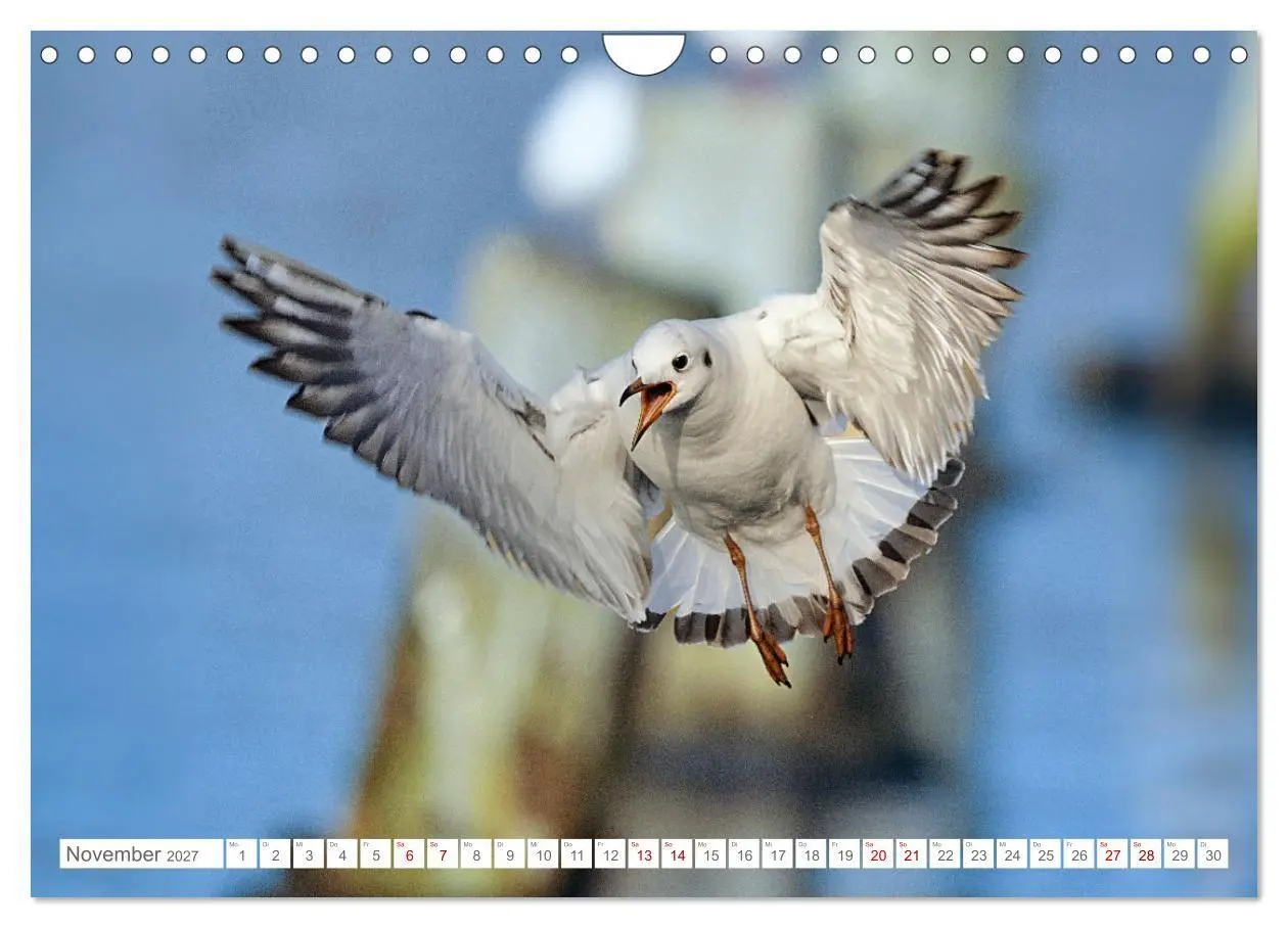 Bild: 9783516985245 | Aerorobaten - Möwen im Flug (Wandkalender 2027 DIN A4 quer),...