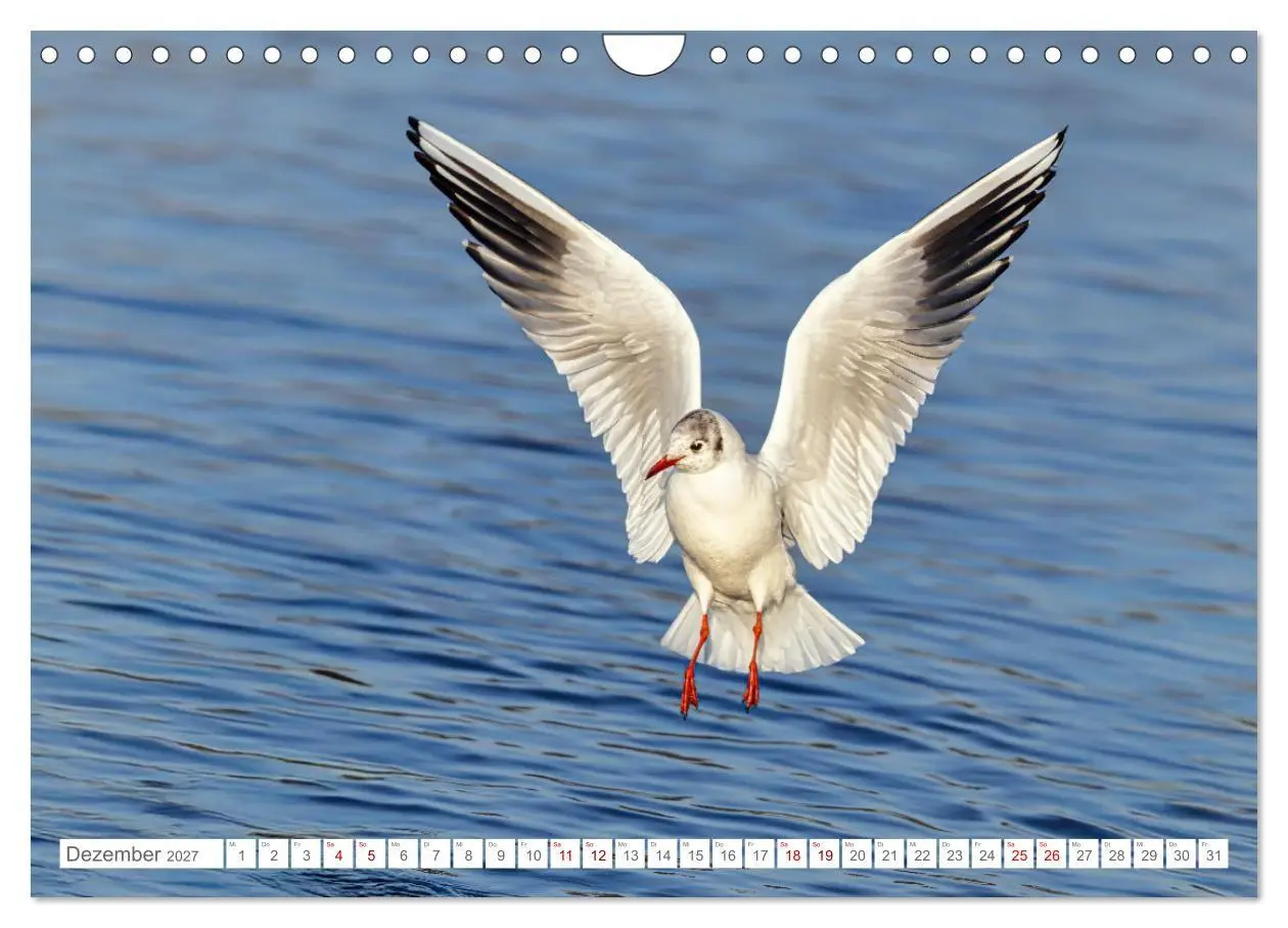 Bild: 9783516985245 | Aerorobaten - Möwen im Flug (Wandkalender 2027 DIN A4 quer),...