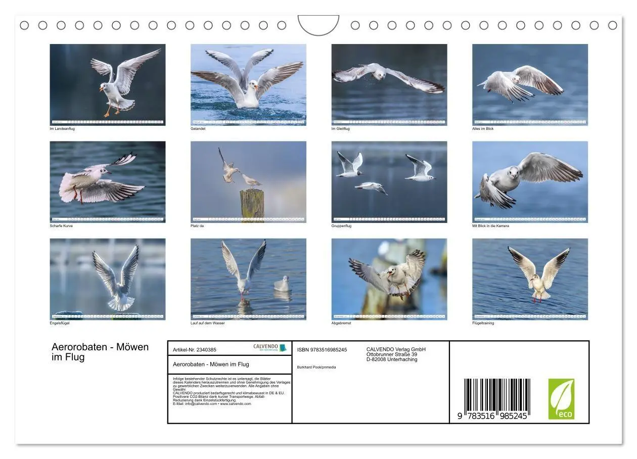 Bild: 9783516985245 | Aerorobaten - Möwen im Flug (Wandkalender 2027 DIN A4 quer),...