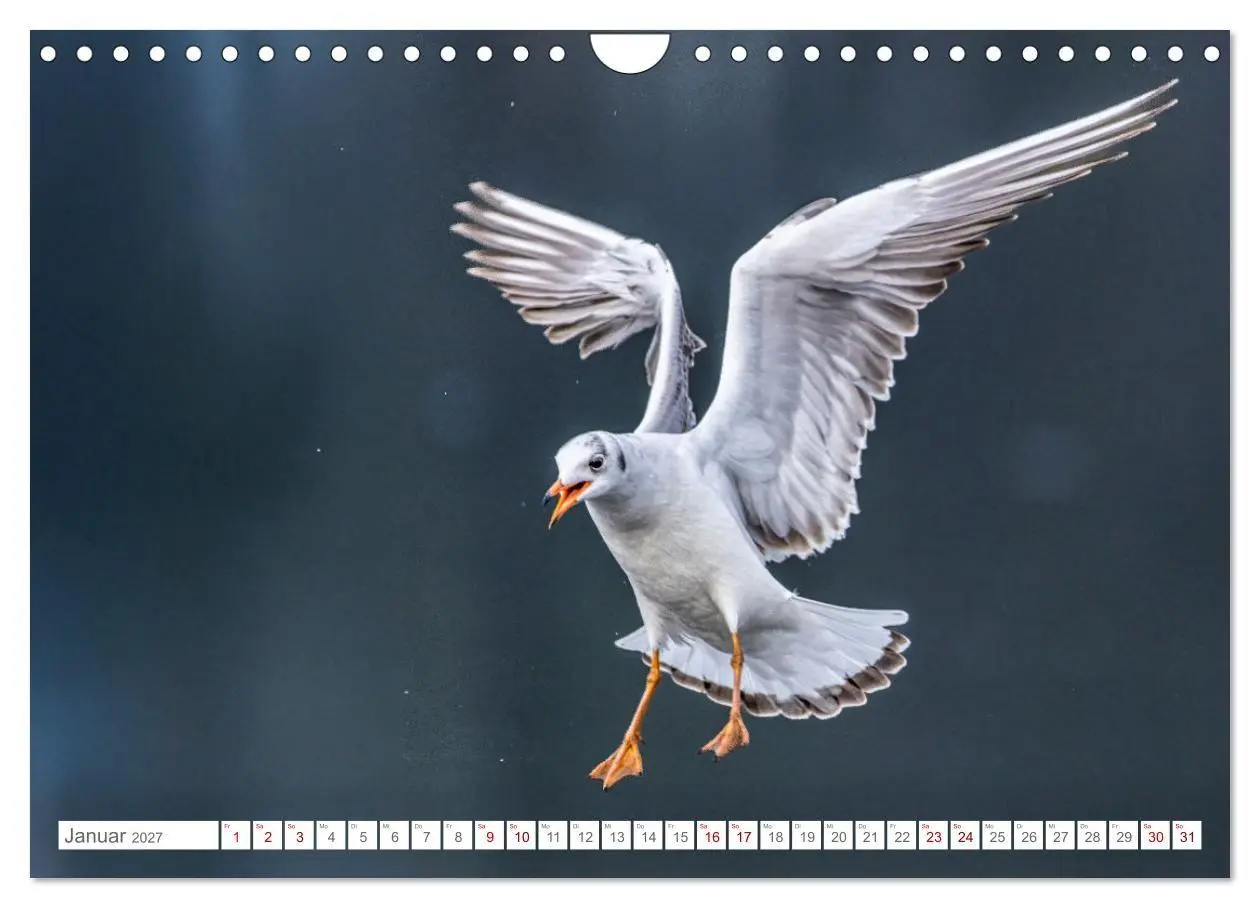Bild: 9783516985245 | Aerorobaten - Möwen im Flug (Wandkalender 2027 DIN A4 quer),...