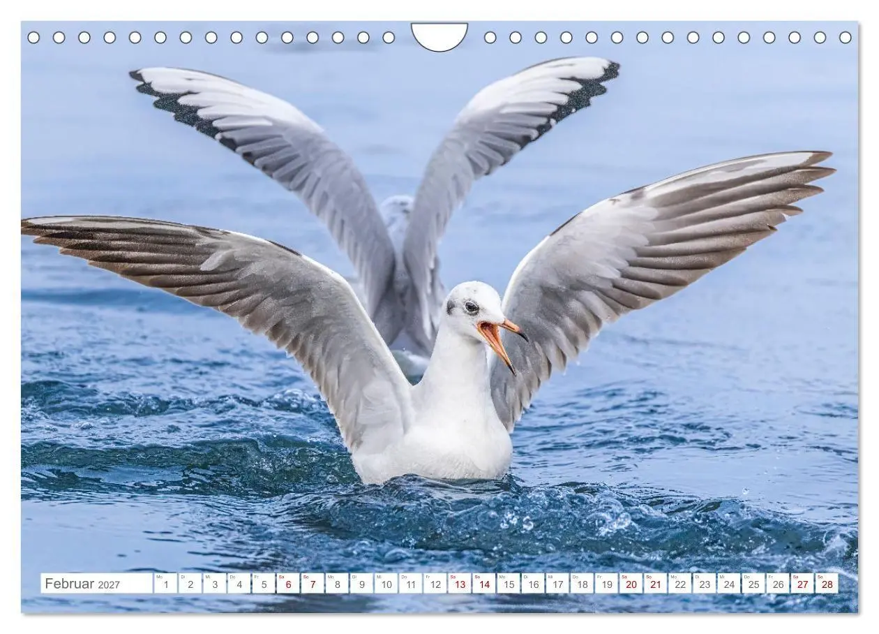 Bild: 9783516985245 | Aerorobaten - Möwen im Flug (Wandkalender 2027 DIN A4 quer),...