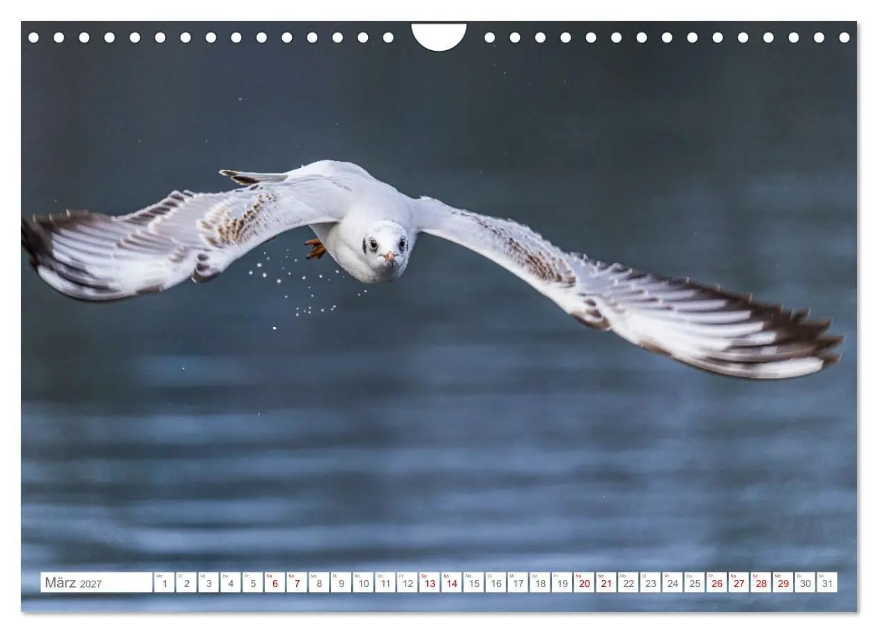 Bild: 9783516985245 | Aerorobaten - Möwen im Flug (Wandkalender 2027 DIN A4 quer),...