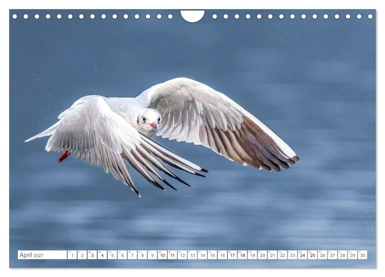 Bild: 9783516985245 | Aerorobaten - Möwen im Flug (Wandkalender 2027 DIN A4 quer),...