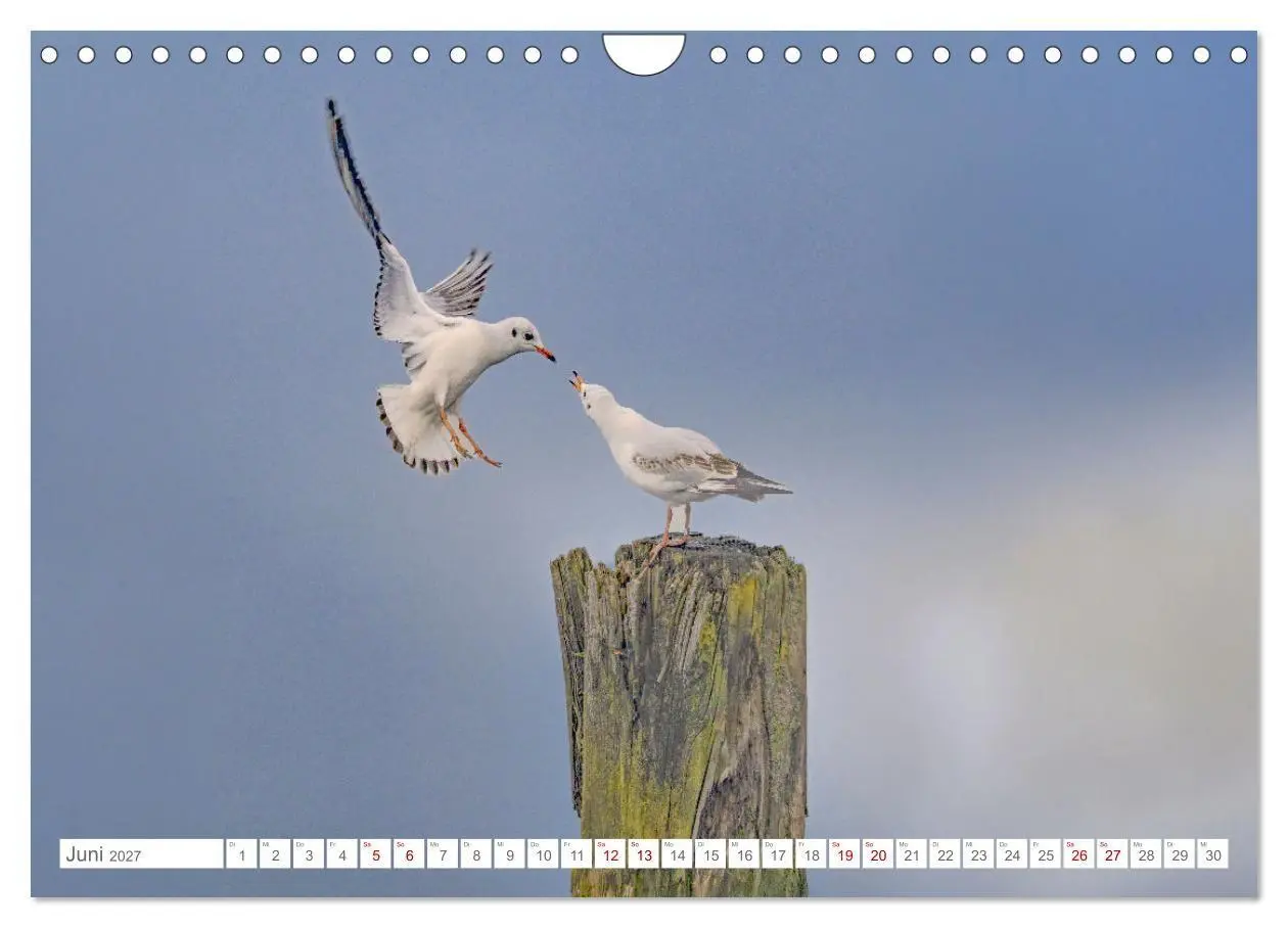 Bild: 9783516985245 | Aerorobaten - Möwen im Flug (Wandkalender 2027 DIN A4 quer),...