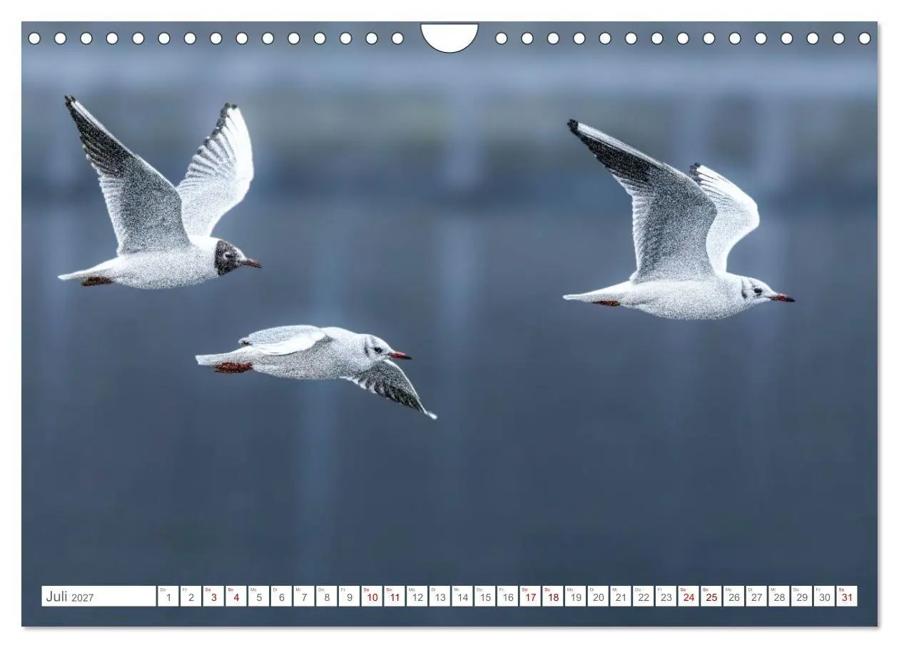 Bild: 9783516985245 | Aerorobaten - Möwen im Flug (Wandkalender 2027 DIN A4 quer),...