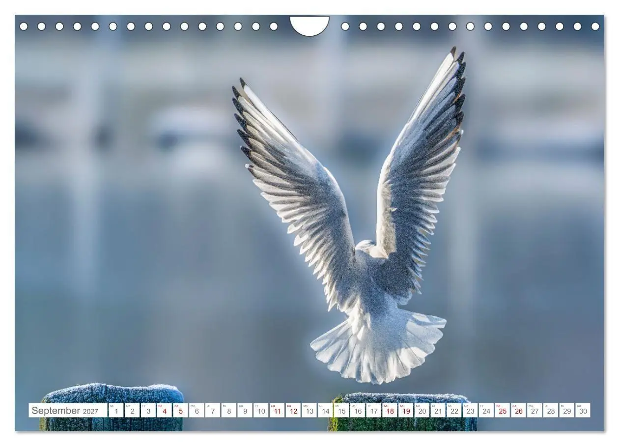 Bild: 9783516985245 | Aerorobaten - Möwen im Flug (Wandkalender 2027 DIN A4 quer),...