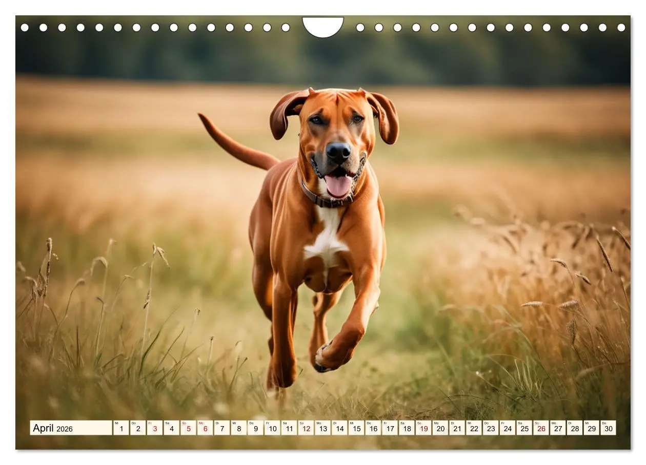 Bild: 9783457325445 | Rhodesian Ridgeback - Athlet mit Rückenkamm (Wandkalender 2026 DIN...