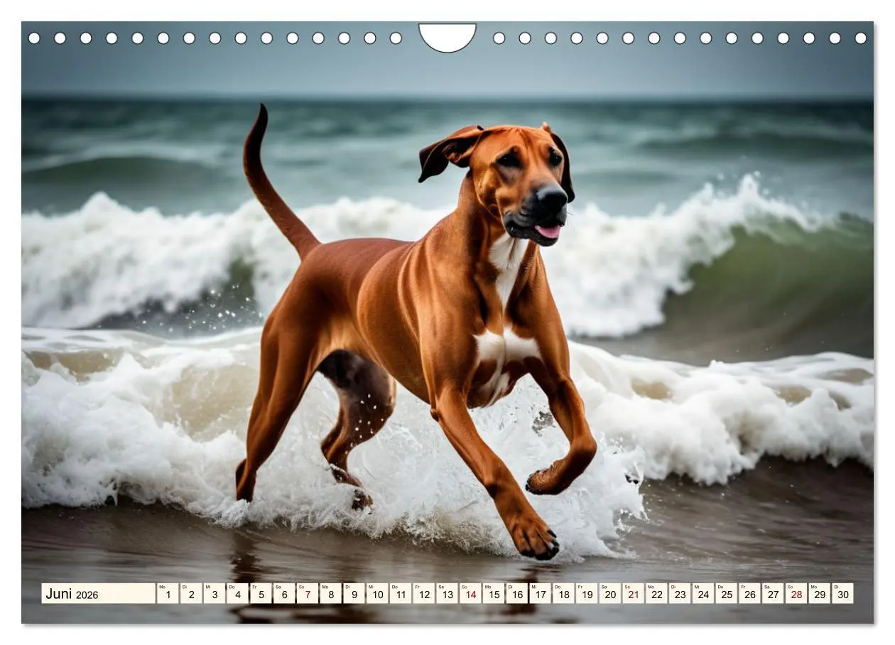Bild: 9783457325445 | Rhodesian Ridgeback - Athlet mit Rückenkamm (Wandkalender 2026 DIN...