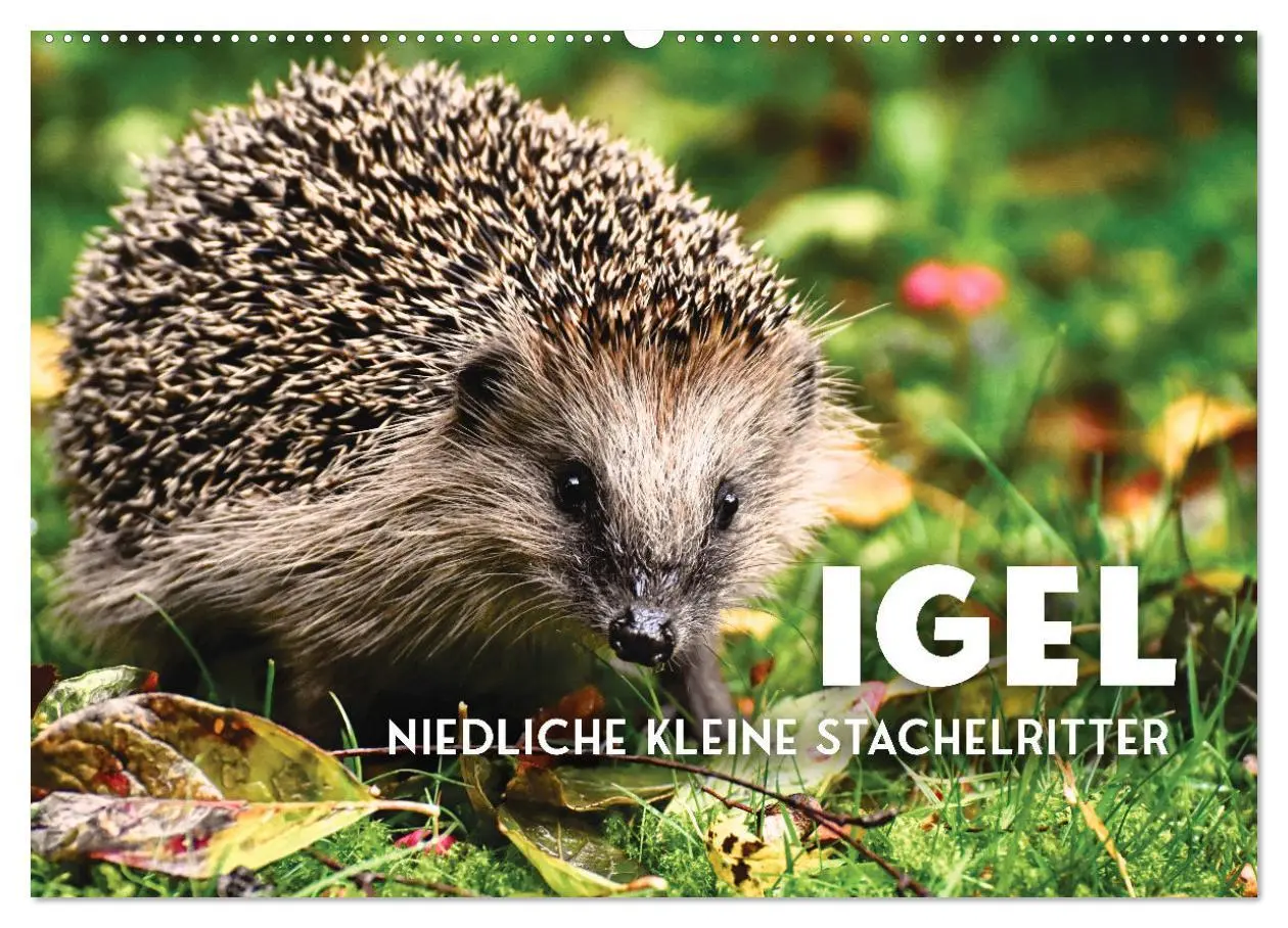 Cover: 9783457565445 | Igel - Niedliche kleine Stachelritter (Wandkalender 2026 DIN A2...