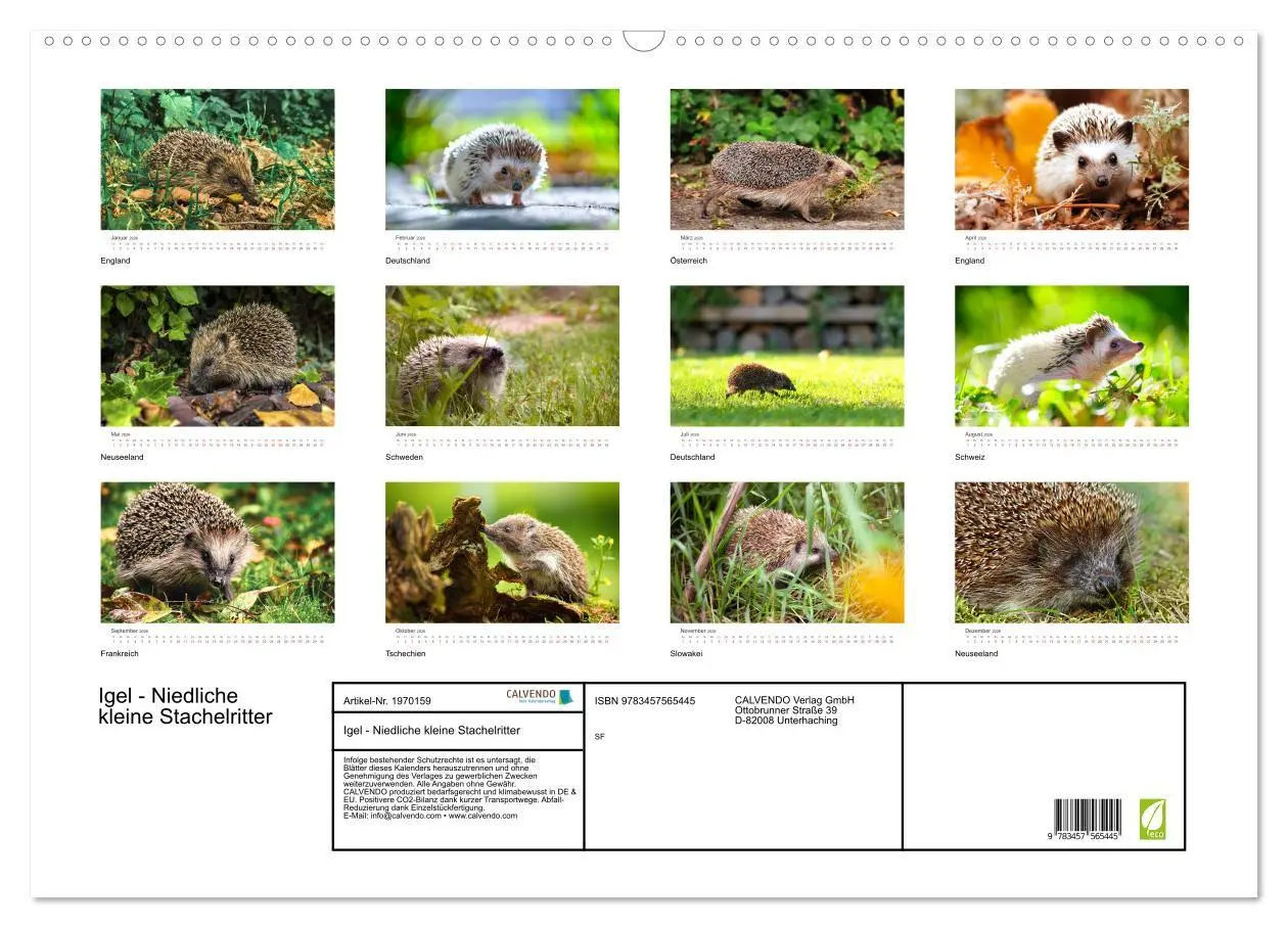 Bild: 9783457565445 | Igel - Niedliche kleine Stachelritter (Wandkalender 2026 DIN A2...
