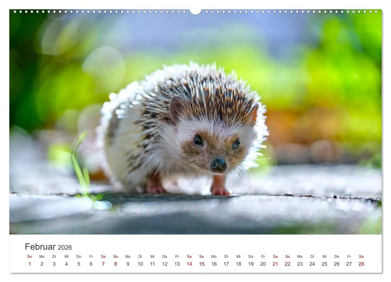 Bild: 9783457565445 | Igel - Niedliche kleine Stachelritter (Wandkalender 2026 DIN A2...