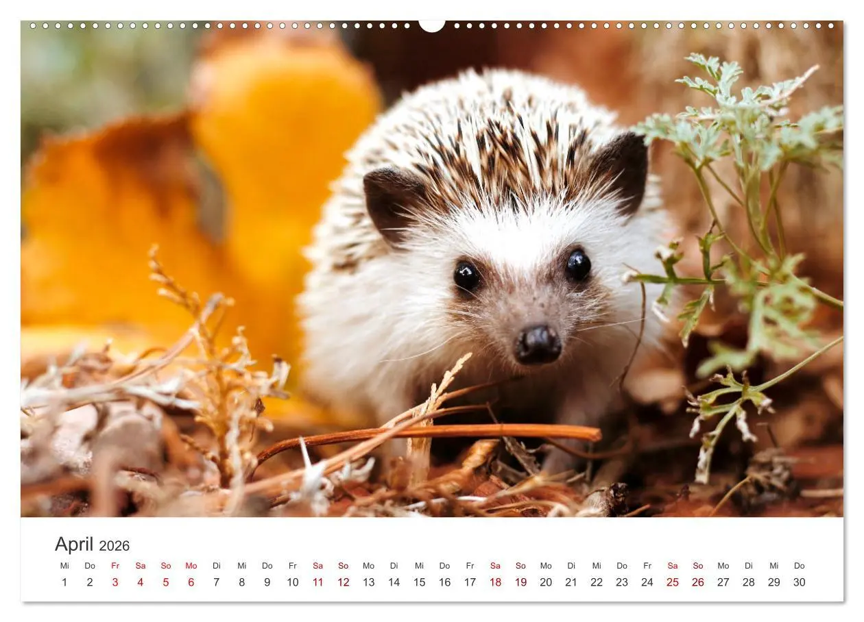 Bild: 9783457565445 | Igel - Niedliche kleine Stachelritter (Wandkalender 2026 DIN A2...
