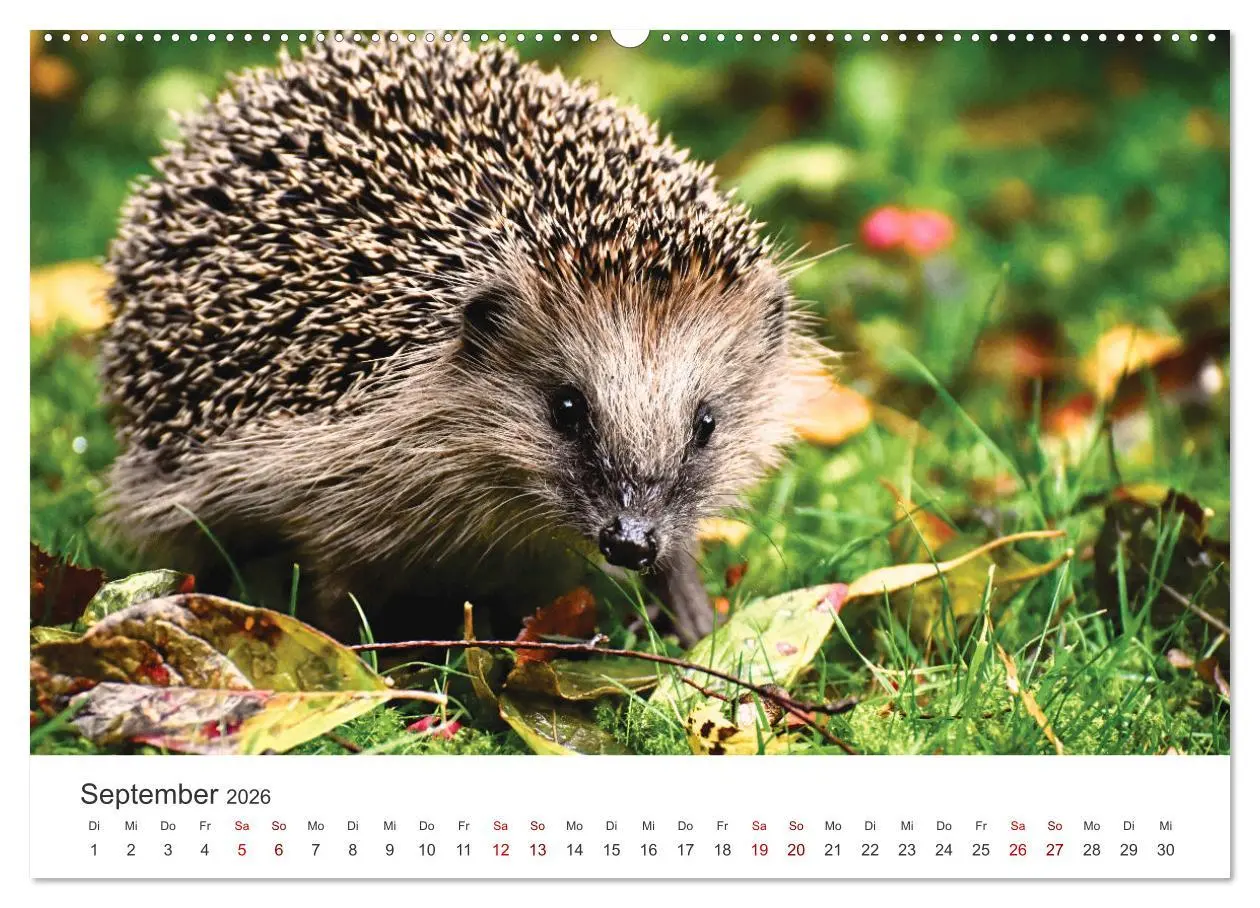 Bild: 9783457565445 | Igel - Niedliche kleine Stachelritter (Wandkalender 2026 DIN A2...
