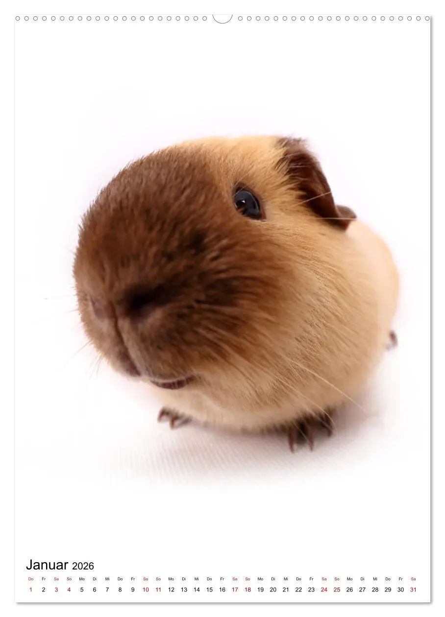 Bild: 9783516415445 | Der Fisheye Tiere Kalender (hochwertiger Premium Wandkalender 2026...