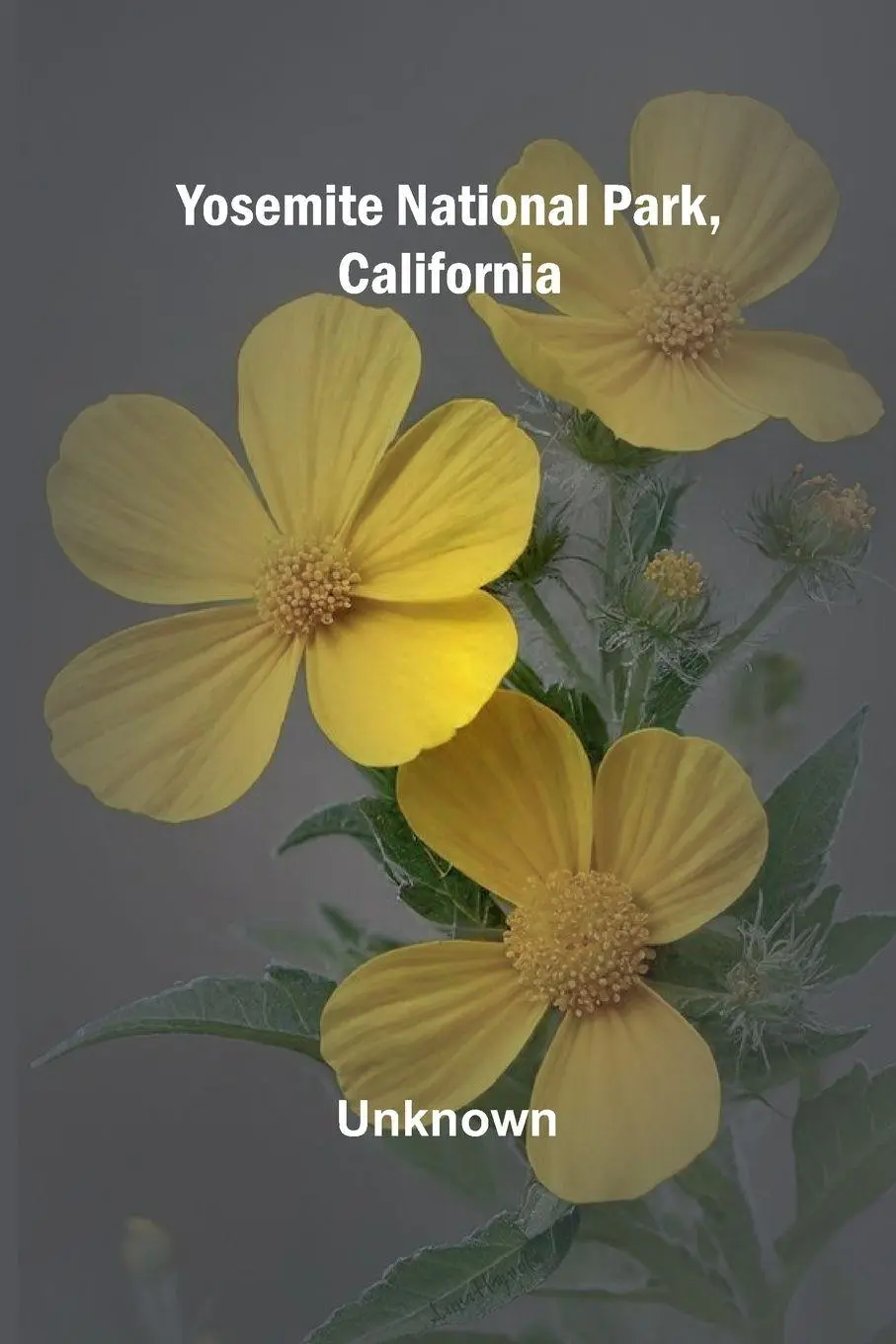 Cover: 9789362995445 | Yosemite National Park, California | Unknown | Taschenbuch | Englisch