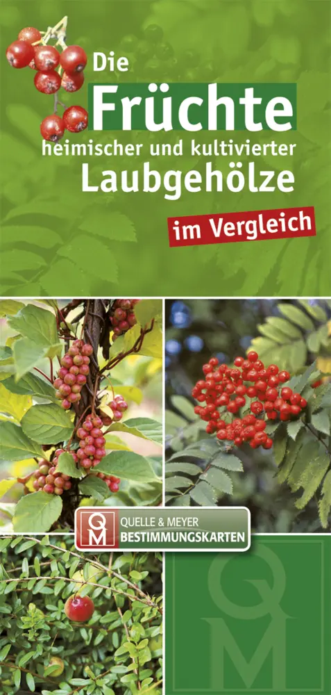 Cover: 9783494015545 | Die Früchte heimischer und kultivierter Laubgehölze im Vergleich | Box