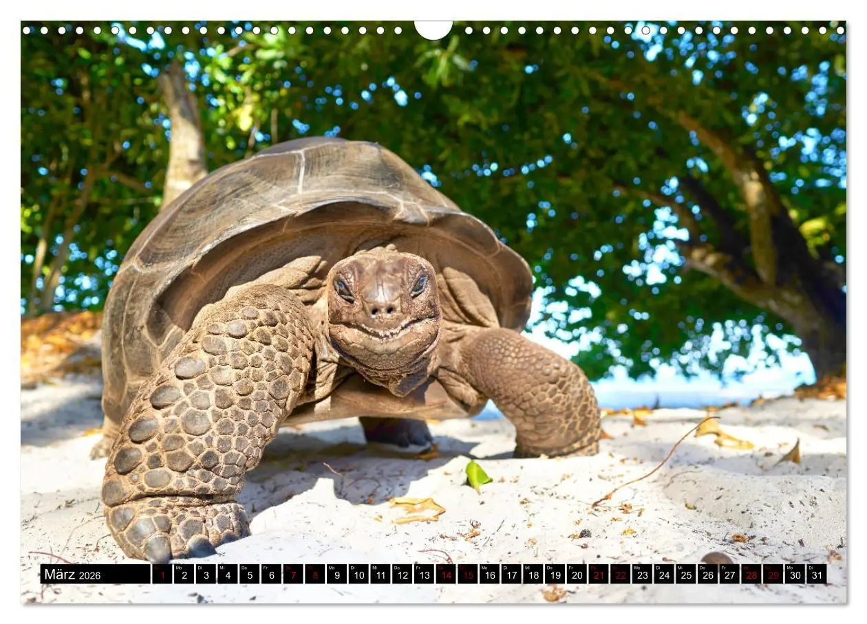 Bild: 9783457785645 | Seychellen Inselblicke (Wandkalender 2026 DIN A3 quer), CALVENDO...