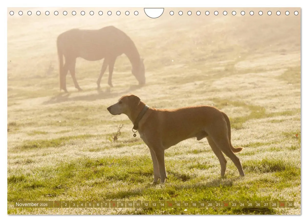 Bild: 9783457925645 | Pferd und Hund - Vierbeinige Freunde (Wandkalender 2026 DIN A4...